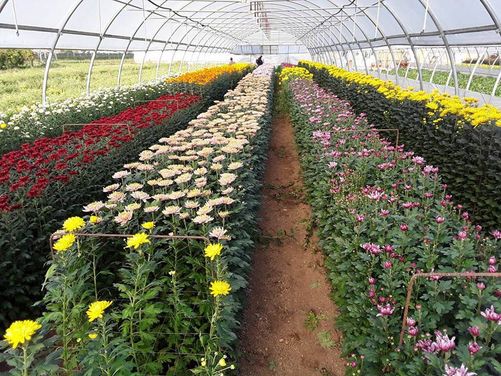 fiori in una serra