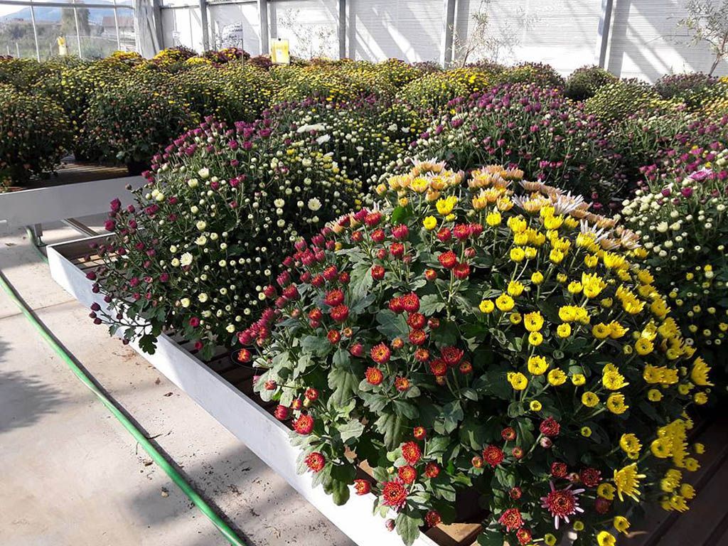 serra con fiori rossi e gialli