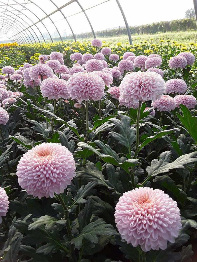 fiori lilla