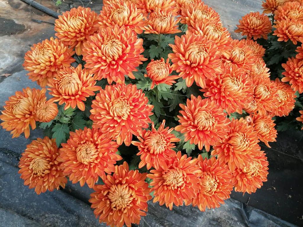 fiori rossi