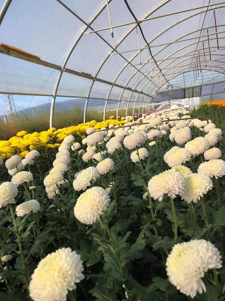 fiori bianchi