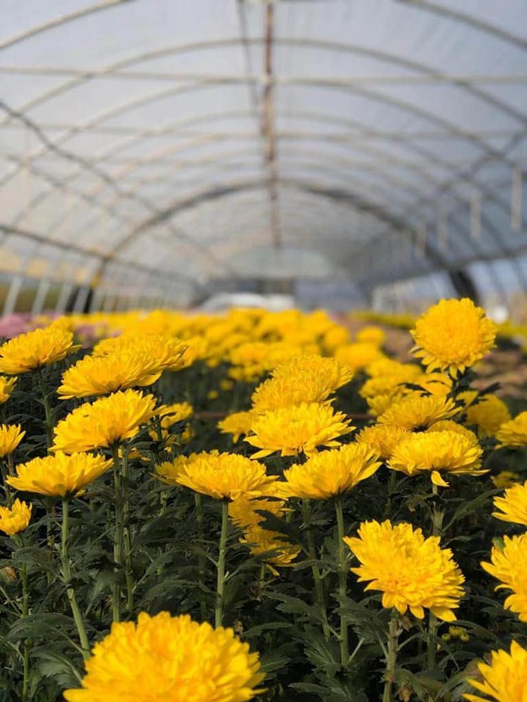 fiori gialli