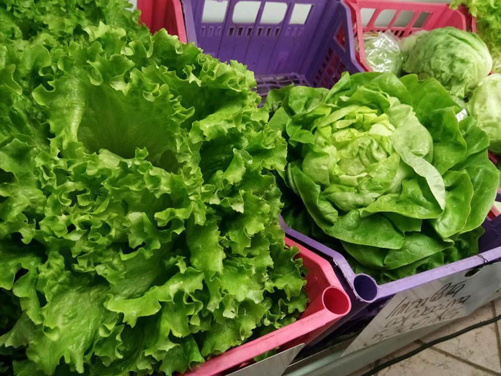 insalata a km 0