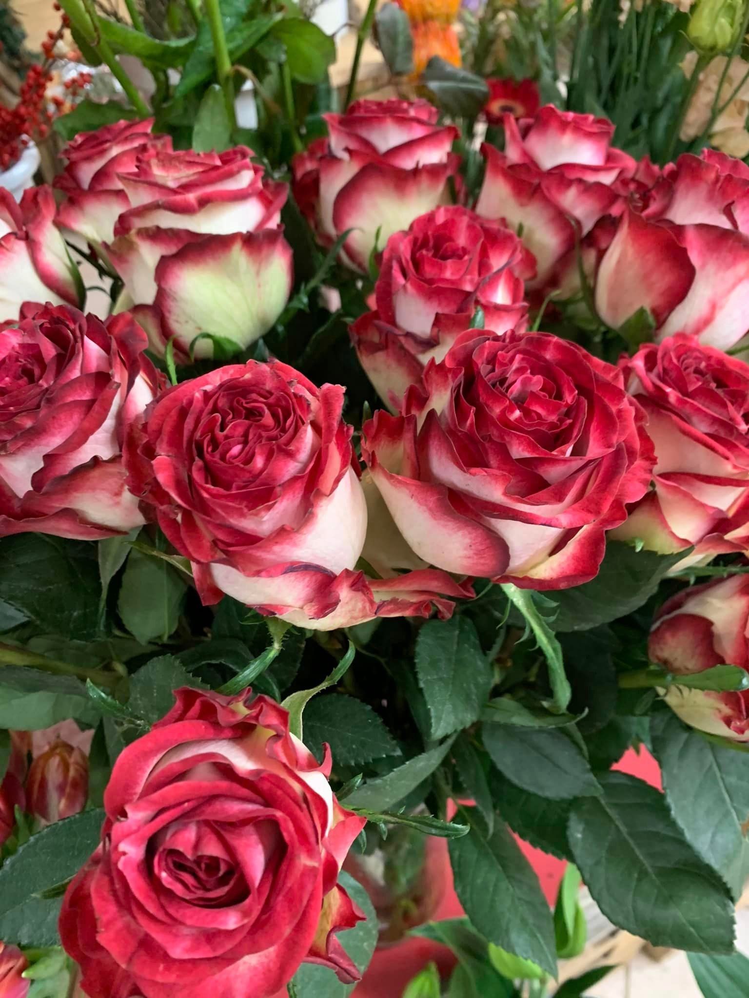 rose recise