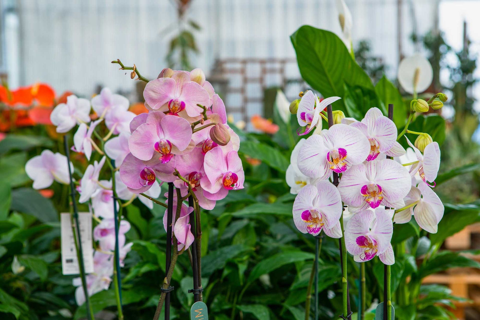 Piante e fiori
