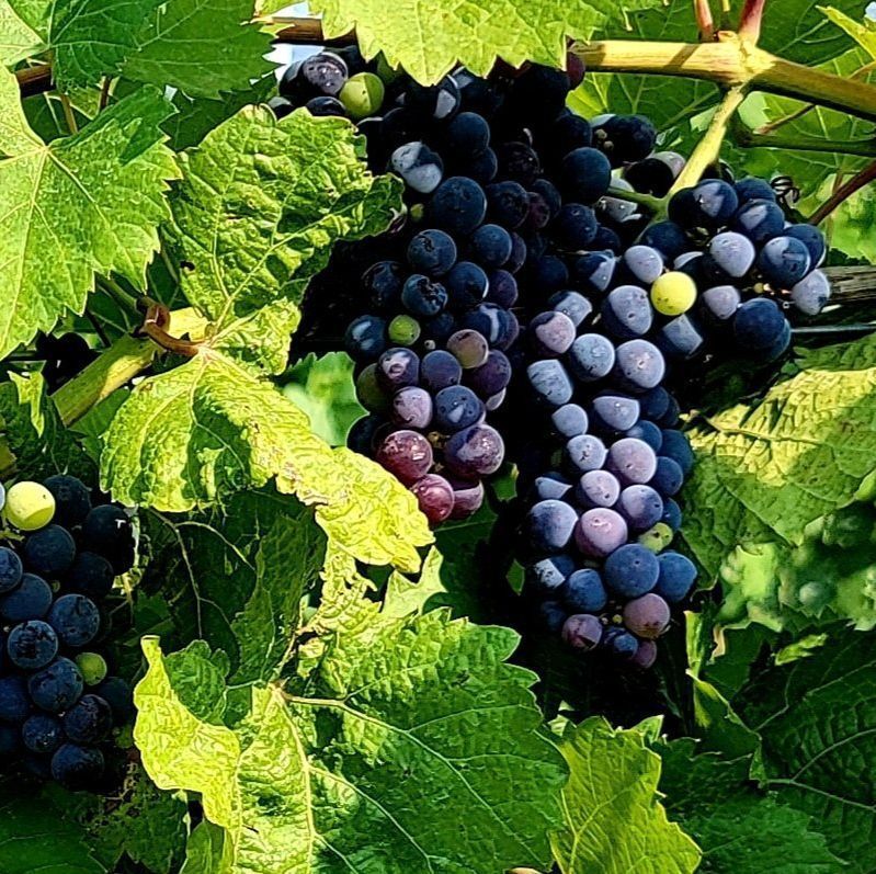inland ocean vineyard hutchinson ks
