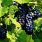 inland ocean vineyard hutchinson ks