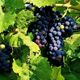 inland ocean vineyard hutchinson ks