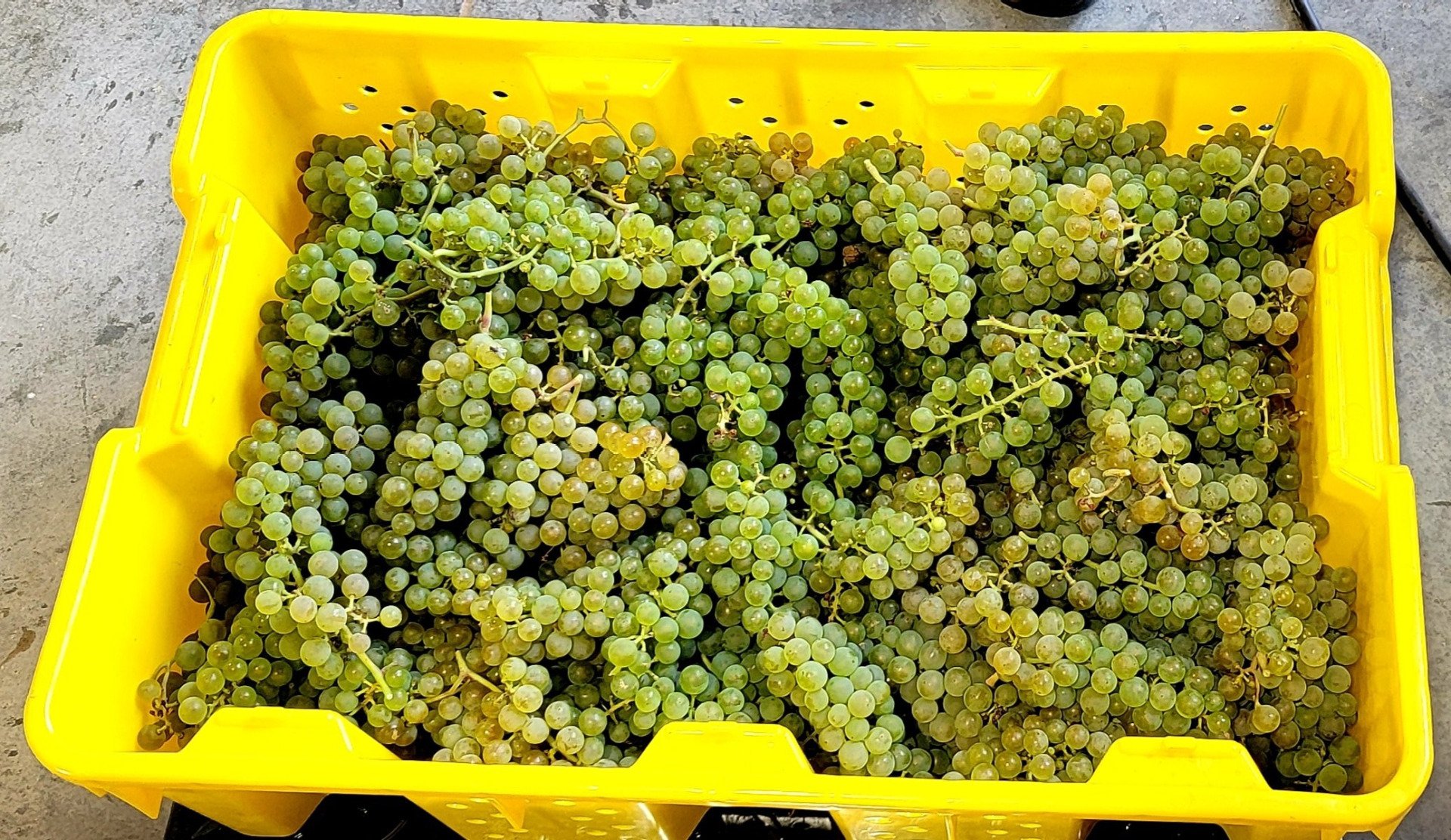 vineyard wine harvest hutchinson ks
