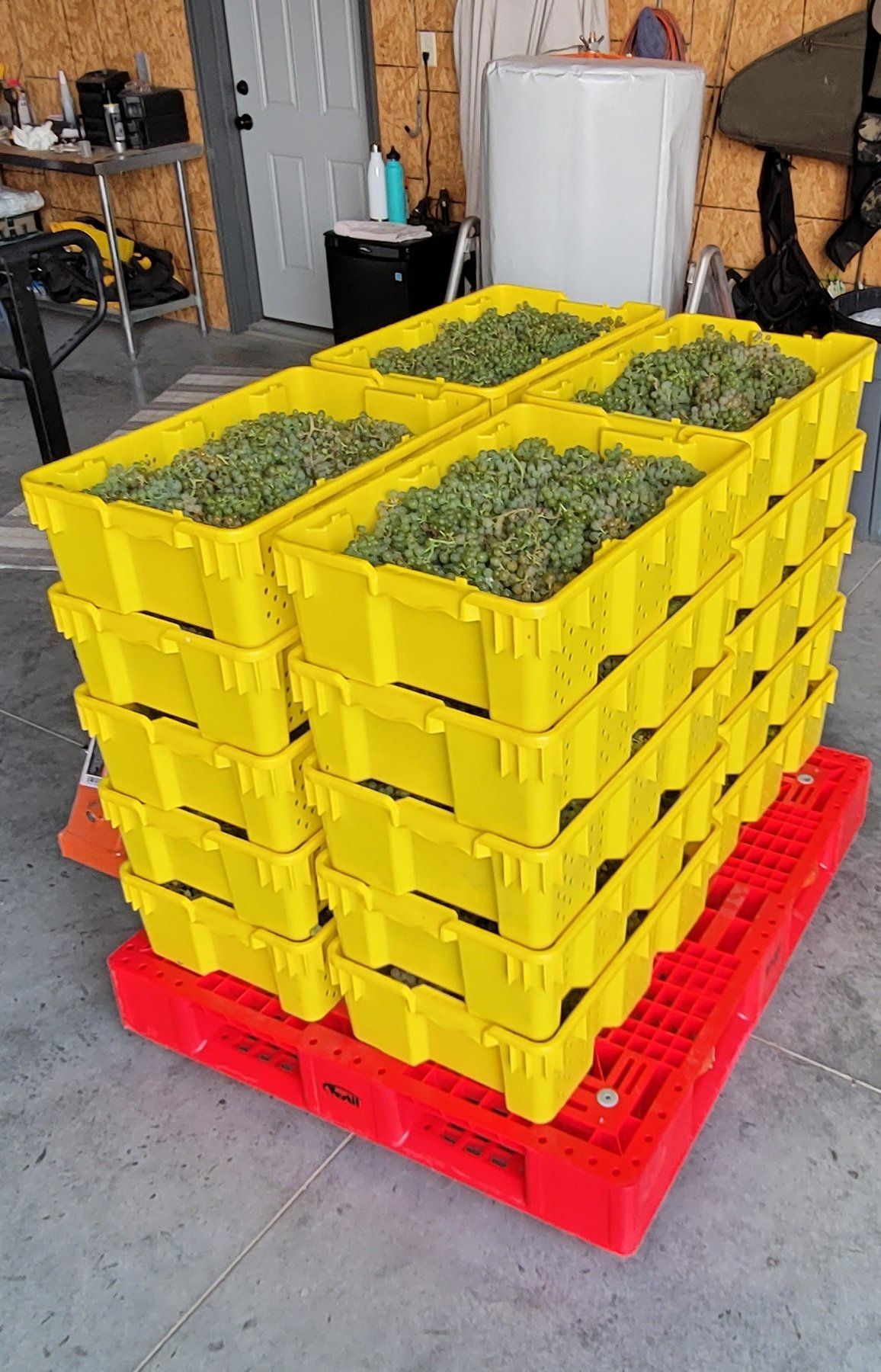 vineyard wine harvest hutchinson ks