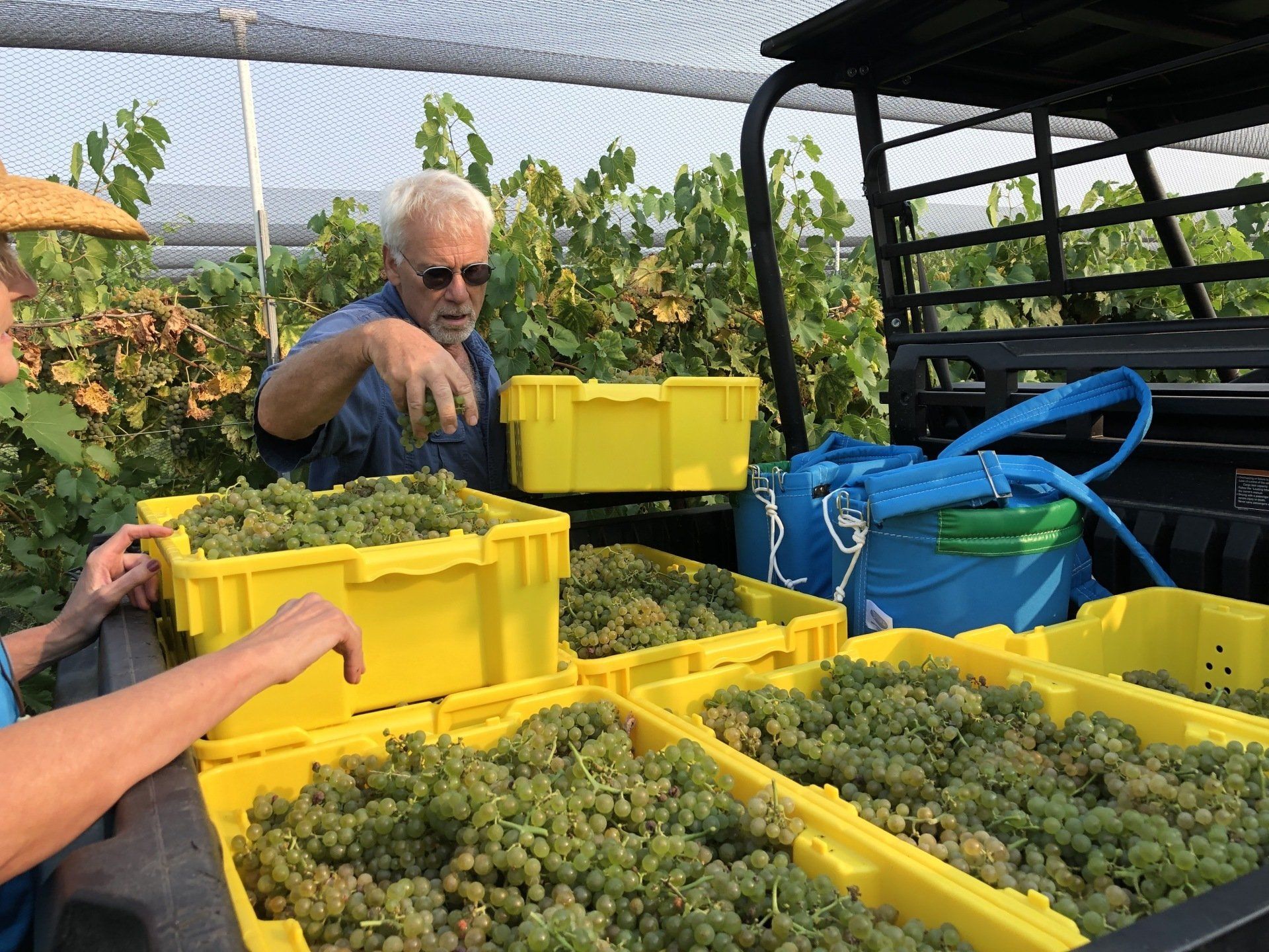 vineyard wine harvest hutchinson ks