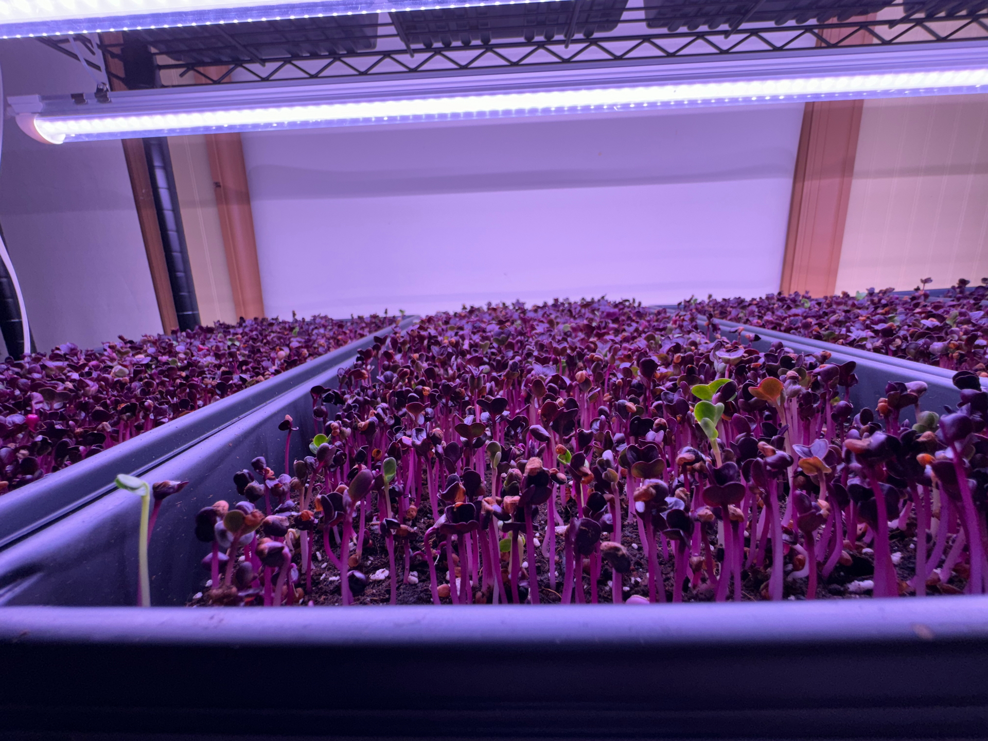 Radish Microgreens