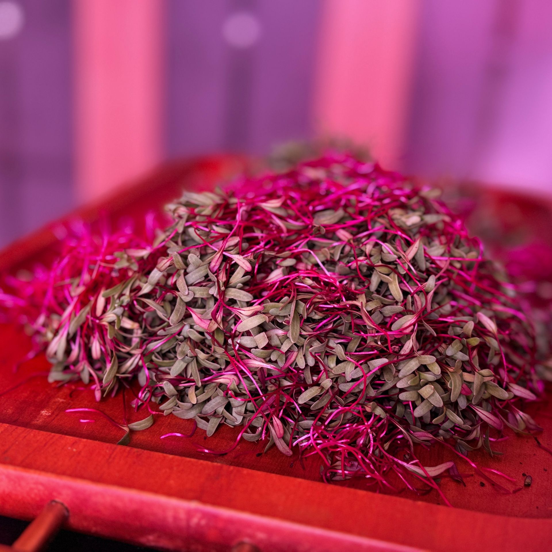 Beets Microgreens