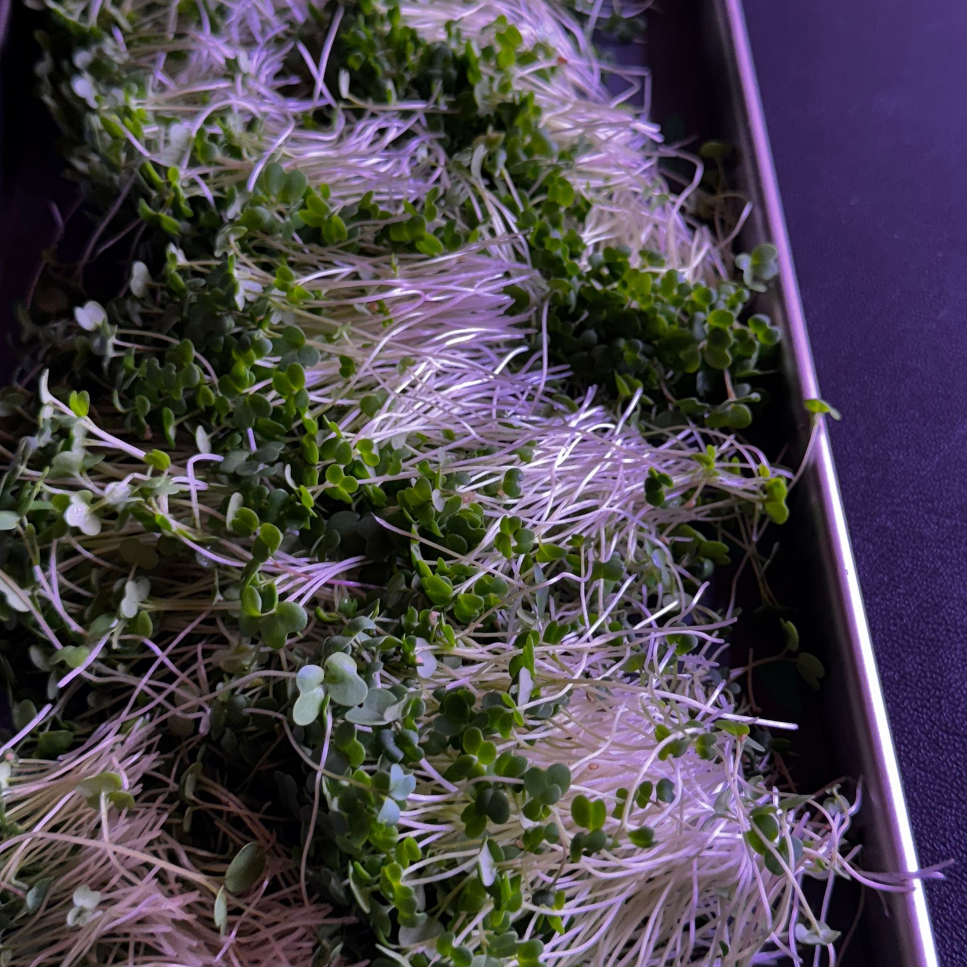 Mustard Microgreens
