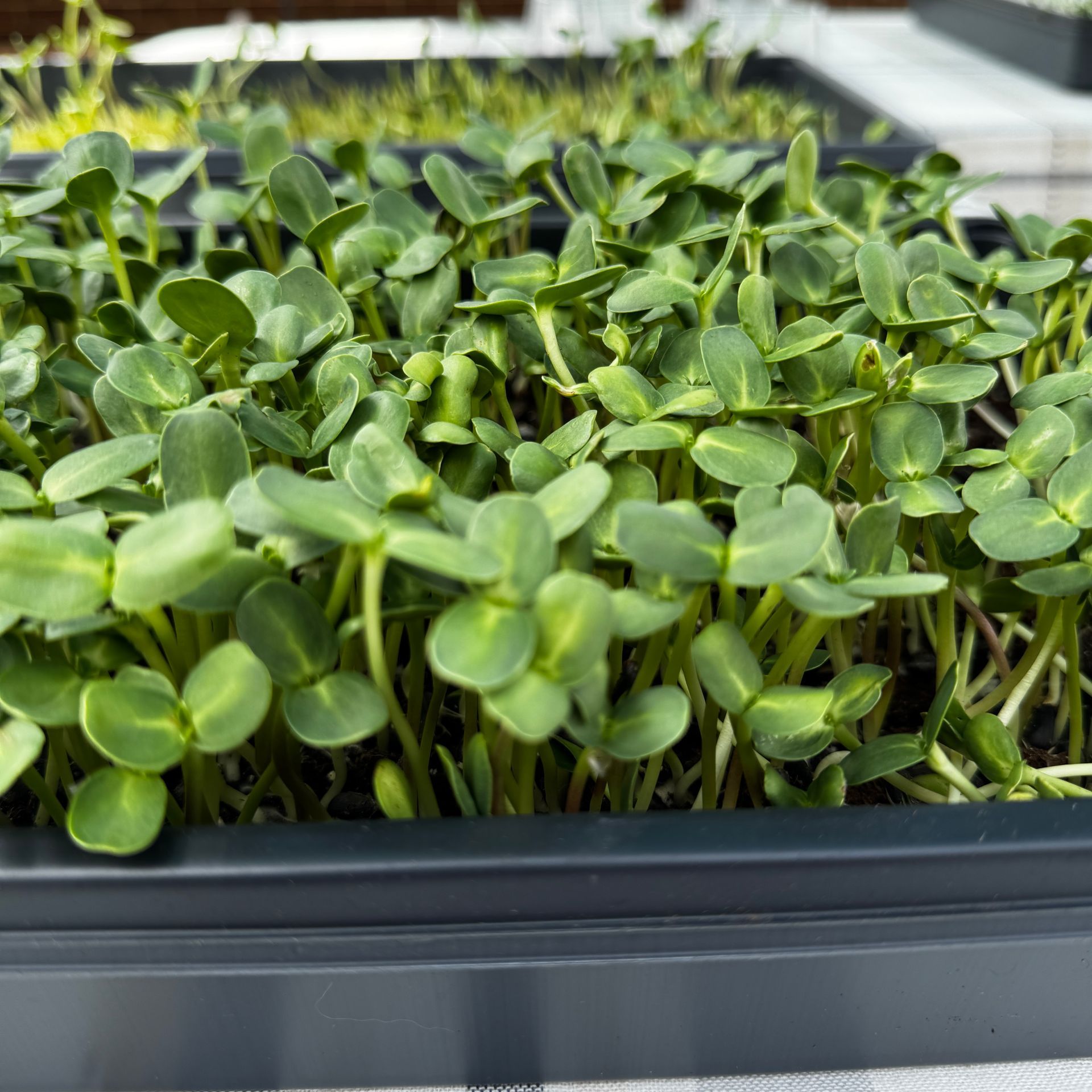 Sunflower Microgreens