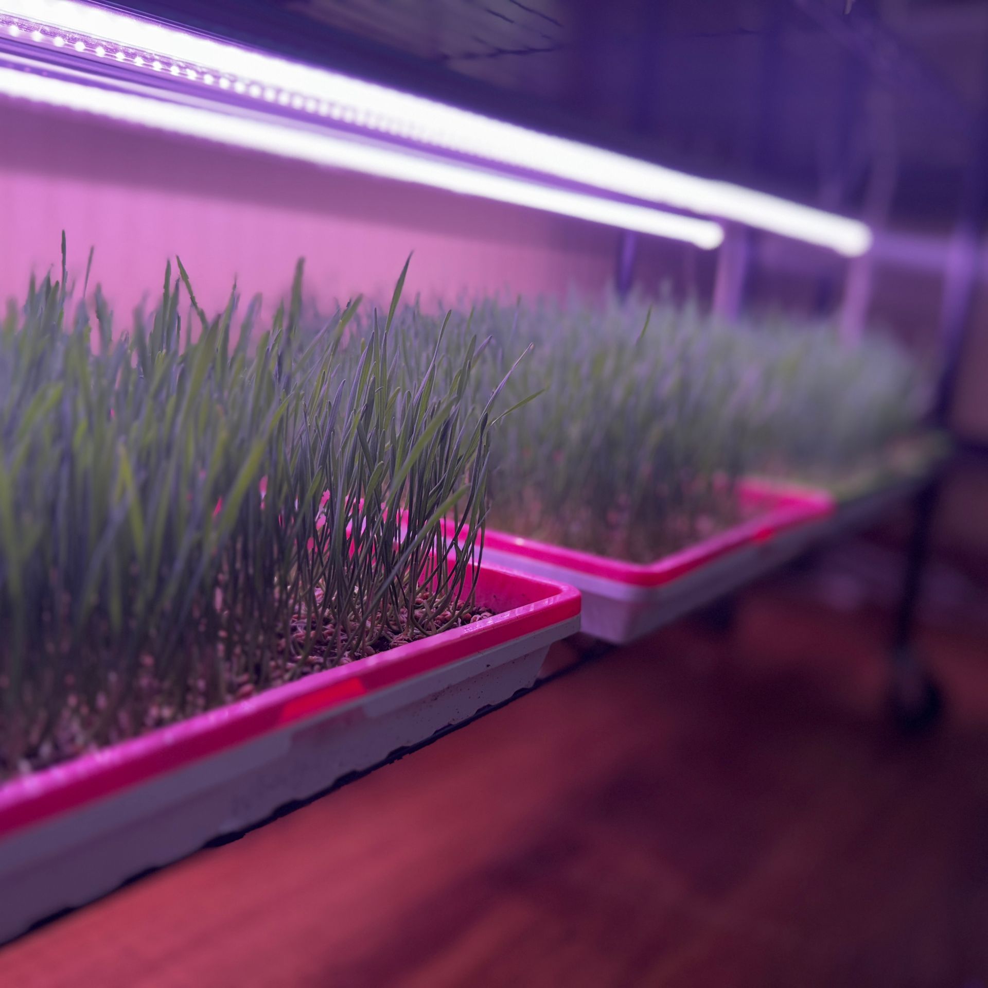 Wheatgrass Microgreens