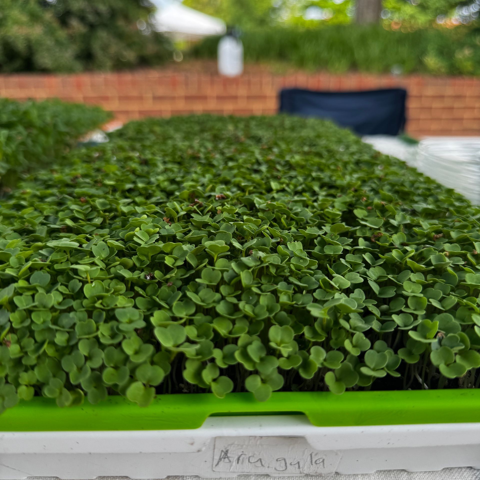 Arugula Microgreens