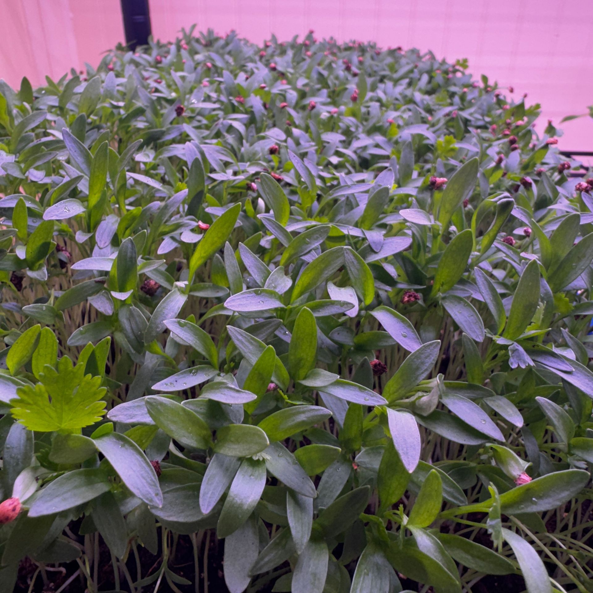Cilantro Microgreens