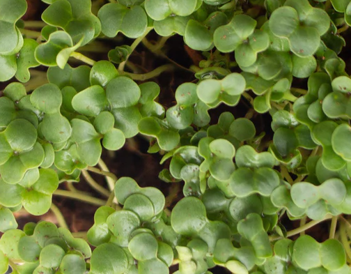 Broccoli Microgreens