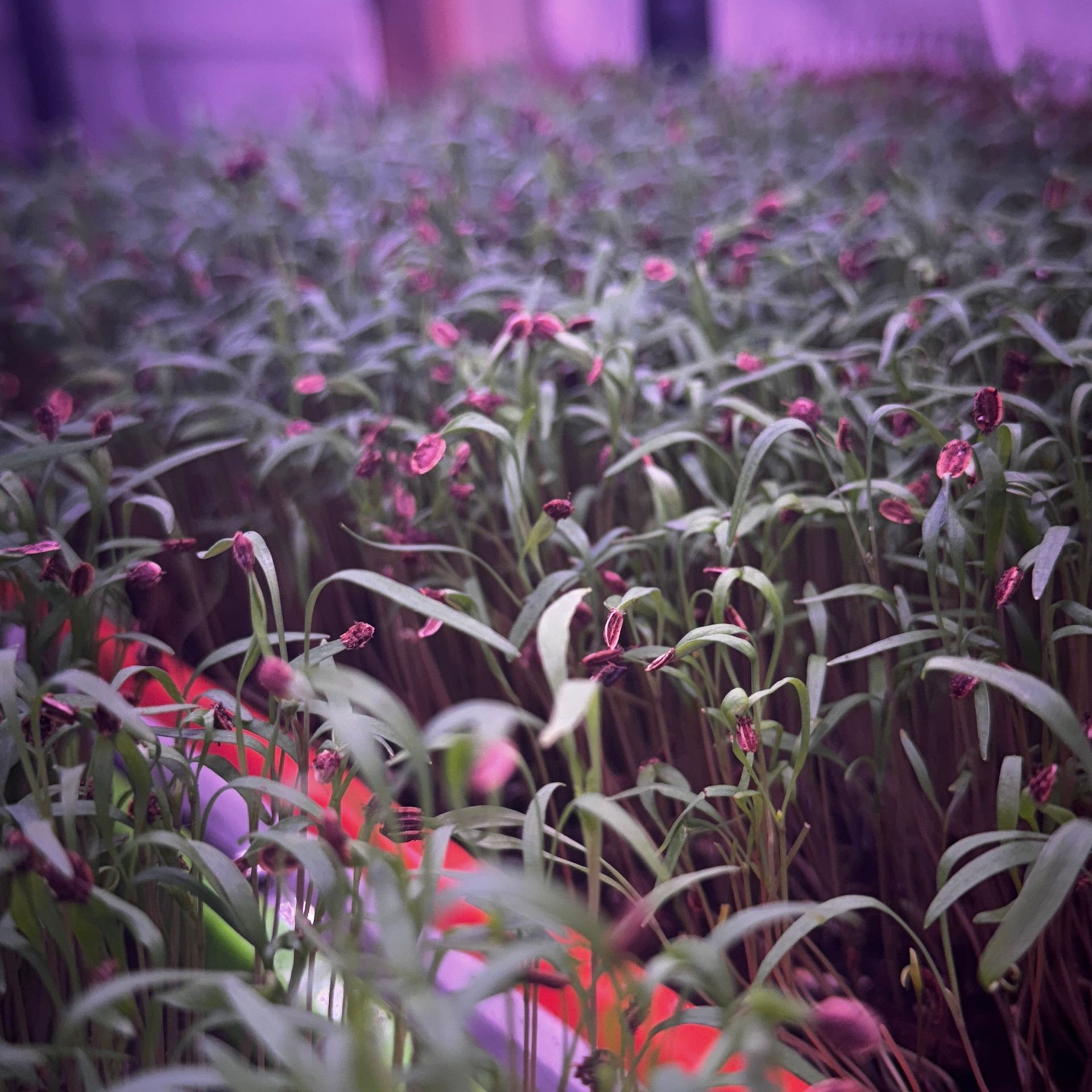 Dill Microgreens