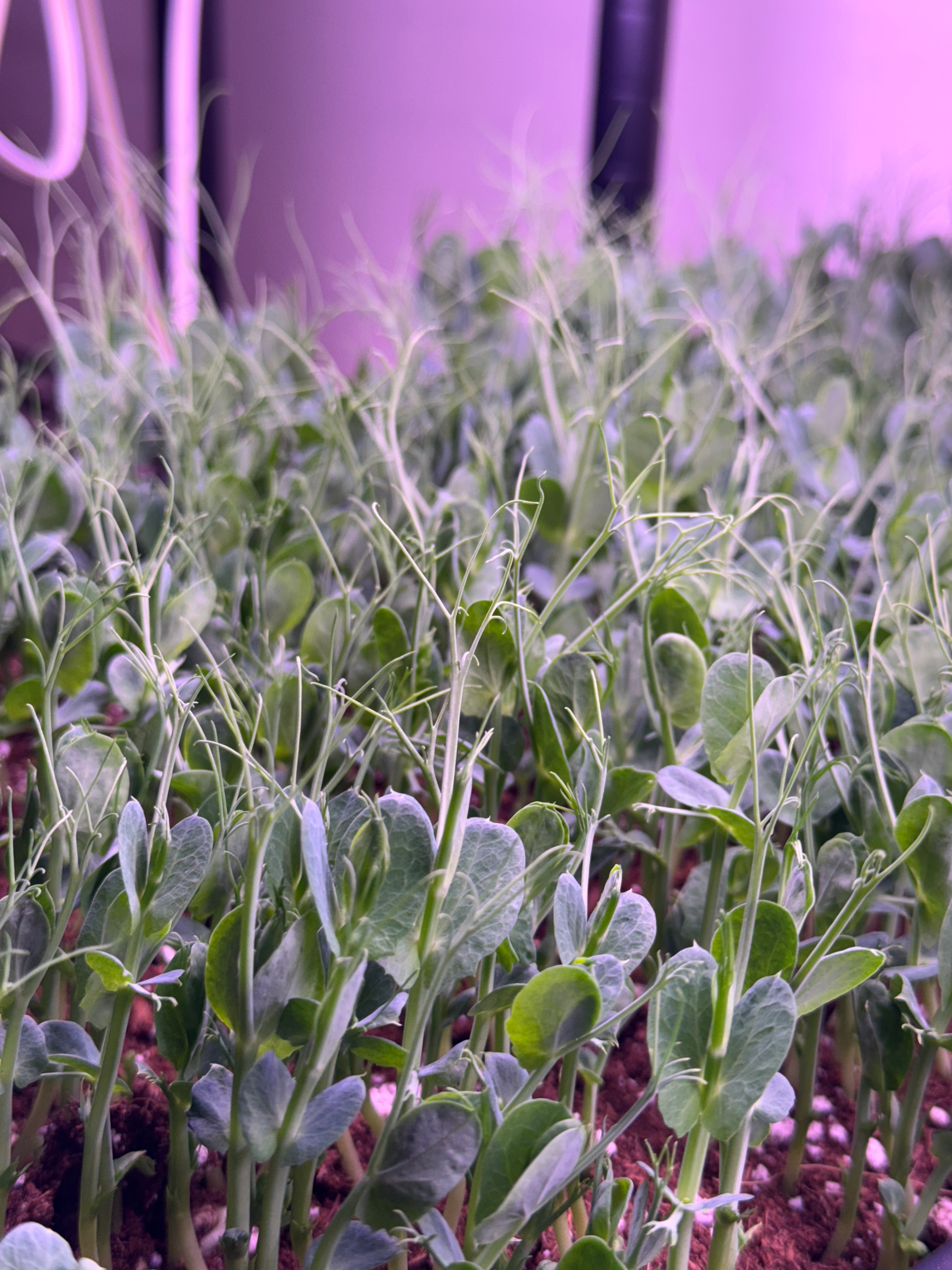 Green Peas Microgreens