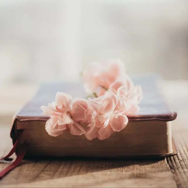 Pale pink flowers resting on a closed book on a wooden surface with a soft, blurred background.