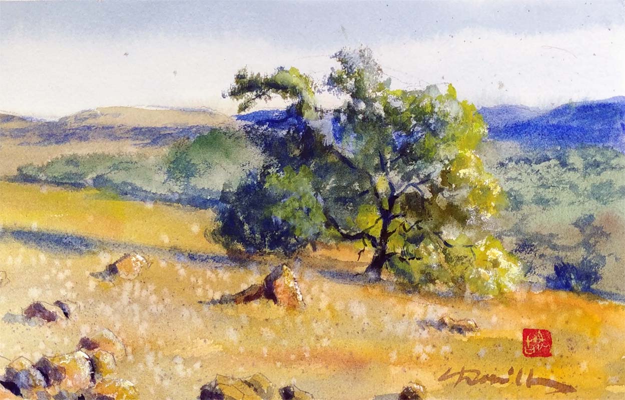 santa rosa oak tree watercolor landscape painting