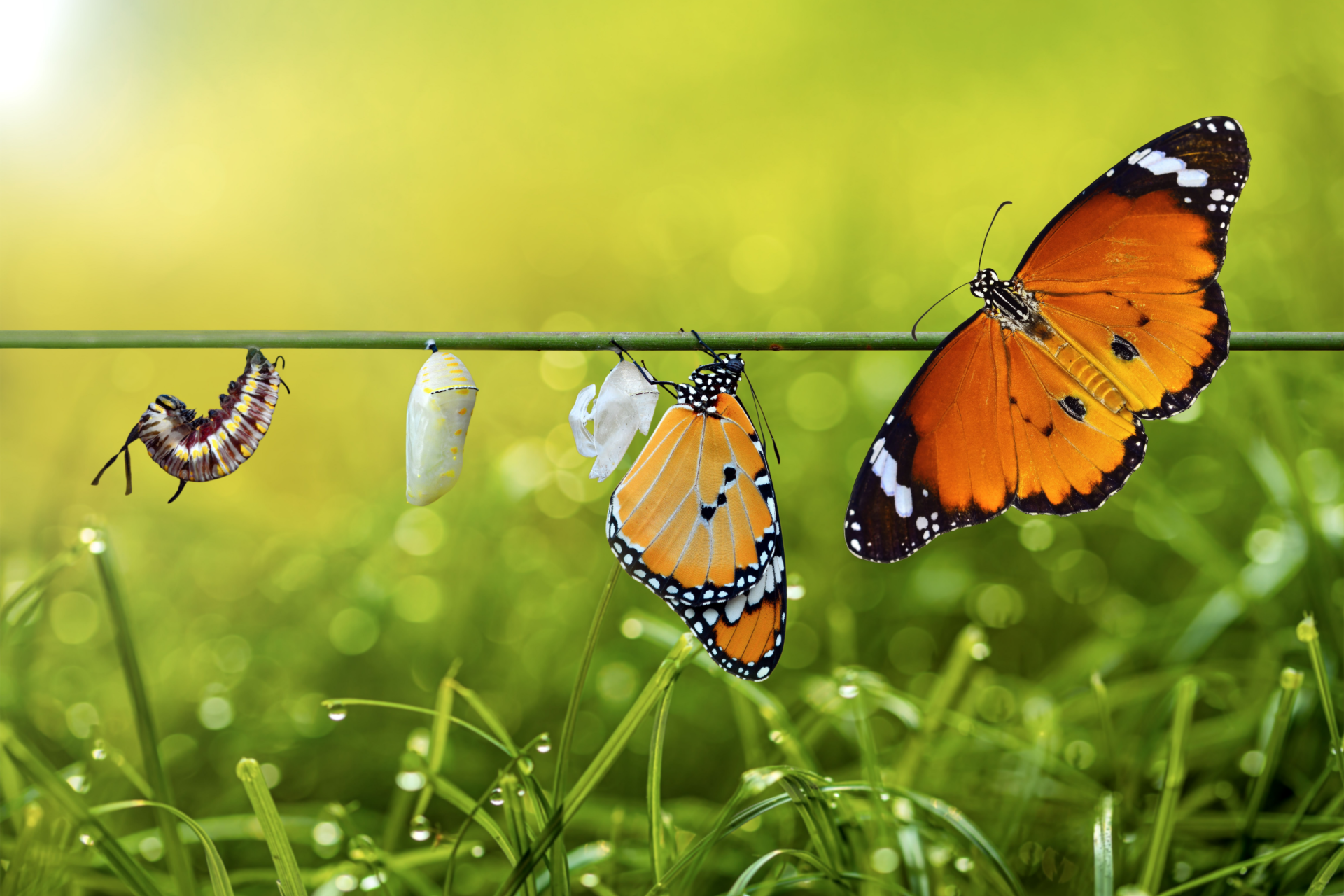 Butterfly life cycle: caterpillar, chrysalis, emerging butterfly, and fully formed butterfly.