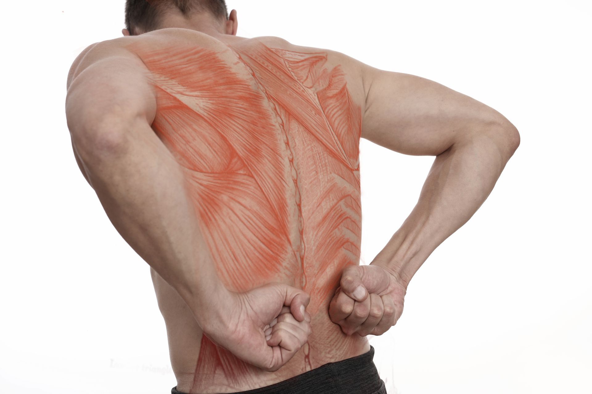 Man with back pain, muscles highlighted in red, holding fists to lower back.