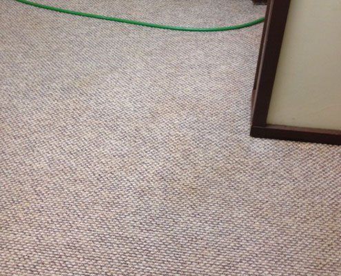 Professional carpet cleaning setup with a green hose on a carpeted floor.