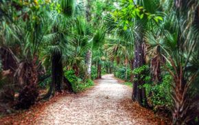 A dirt path in the middle of a lush green forest.