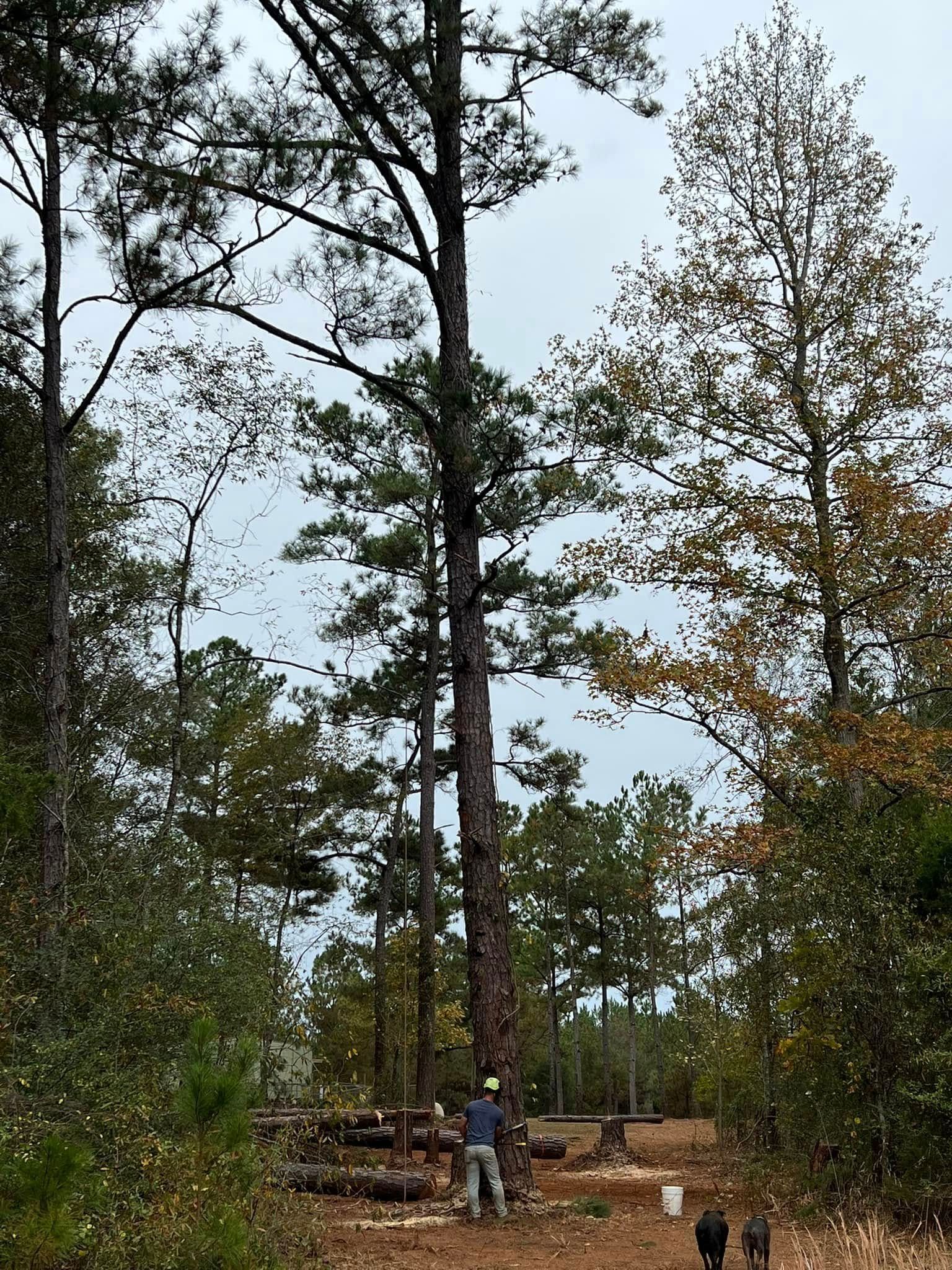 A person works with a chainsaw at the base of a tall pine tree in a wooded, forest clearing.