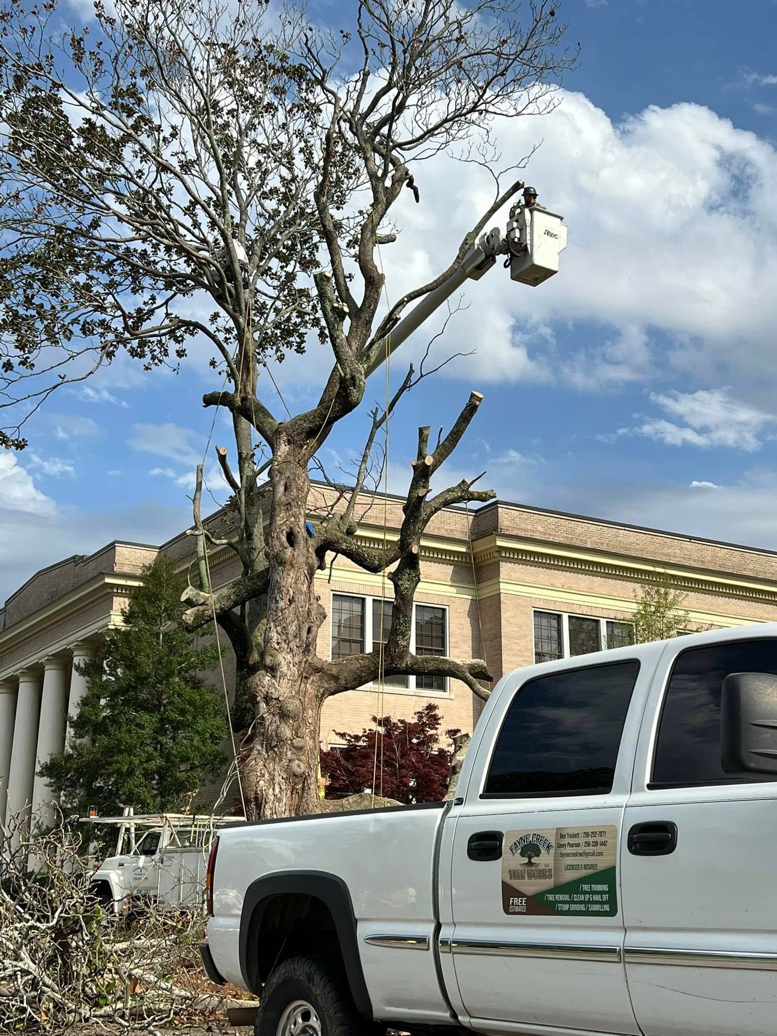A white bucket truck parked in front of a building with a tree being trimmed by a worker in the raised bucket.
