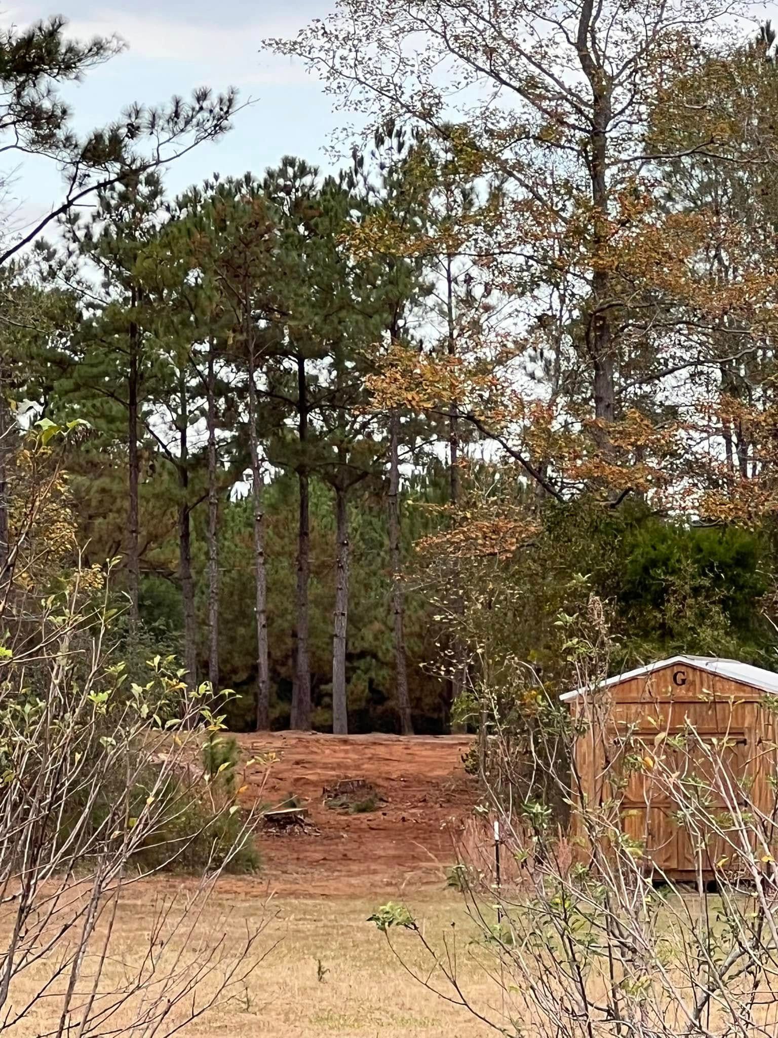 A small wooden shed sits on a patch of bare, reddish soil in front of a dense forest of pine trees under a cloudy sky.