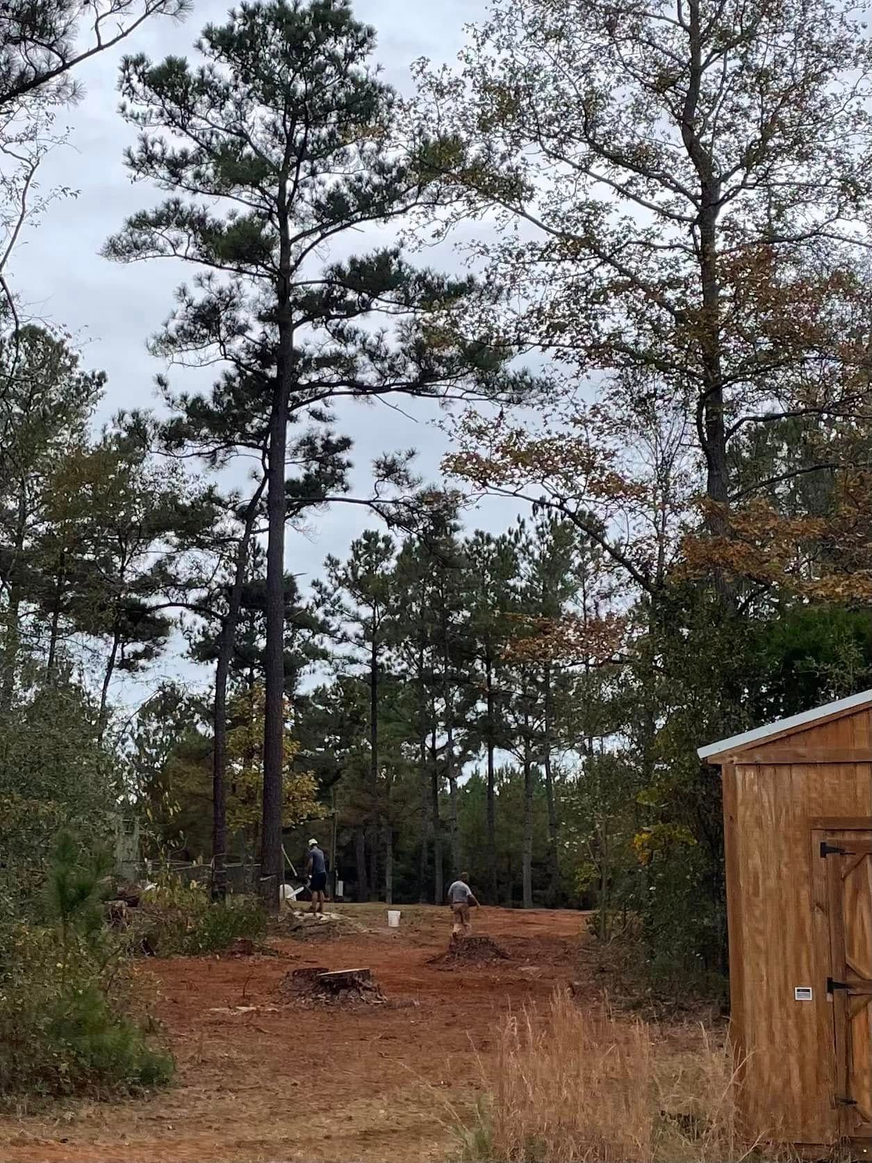 Two people work in a cleared, reddish-dirt yard surrounded by tall pine trees, with a wooden shed visible on the right.