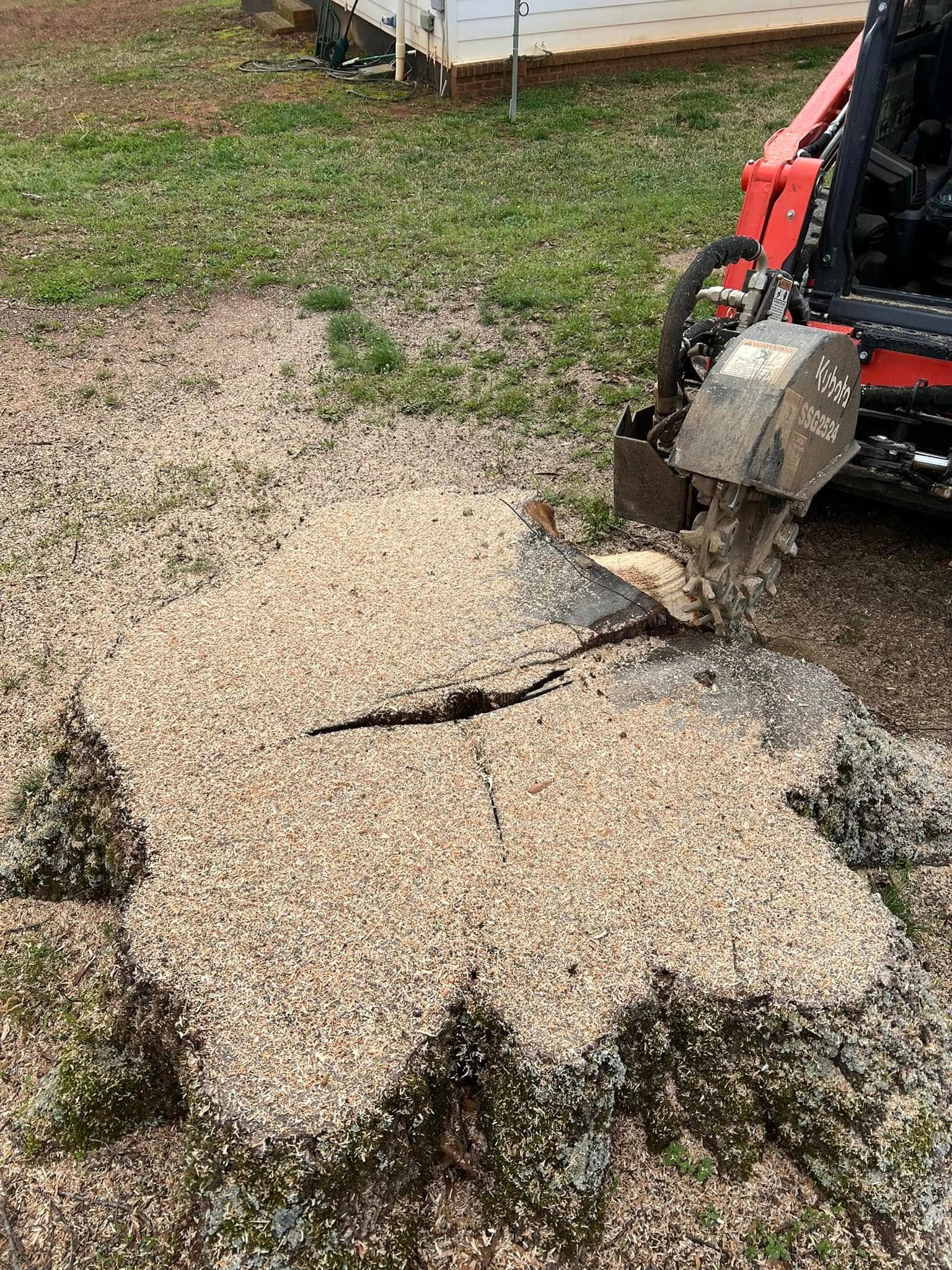 A red stump grinder cutting into a large tree stump covered in wood chips on a lawn.