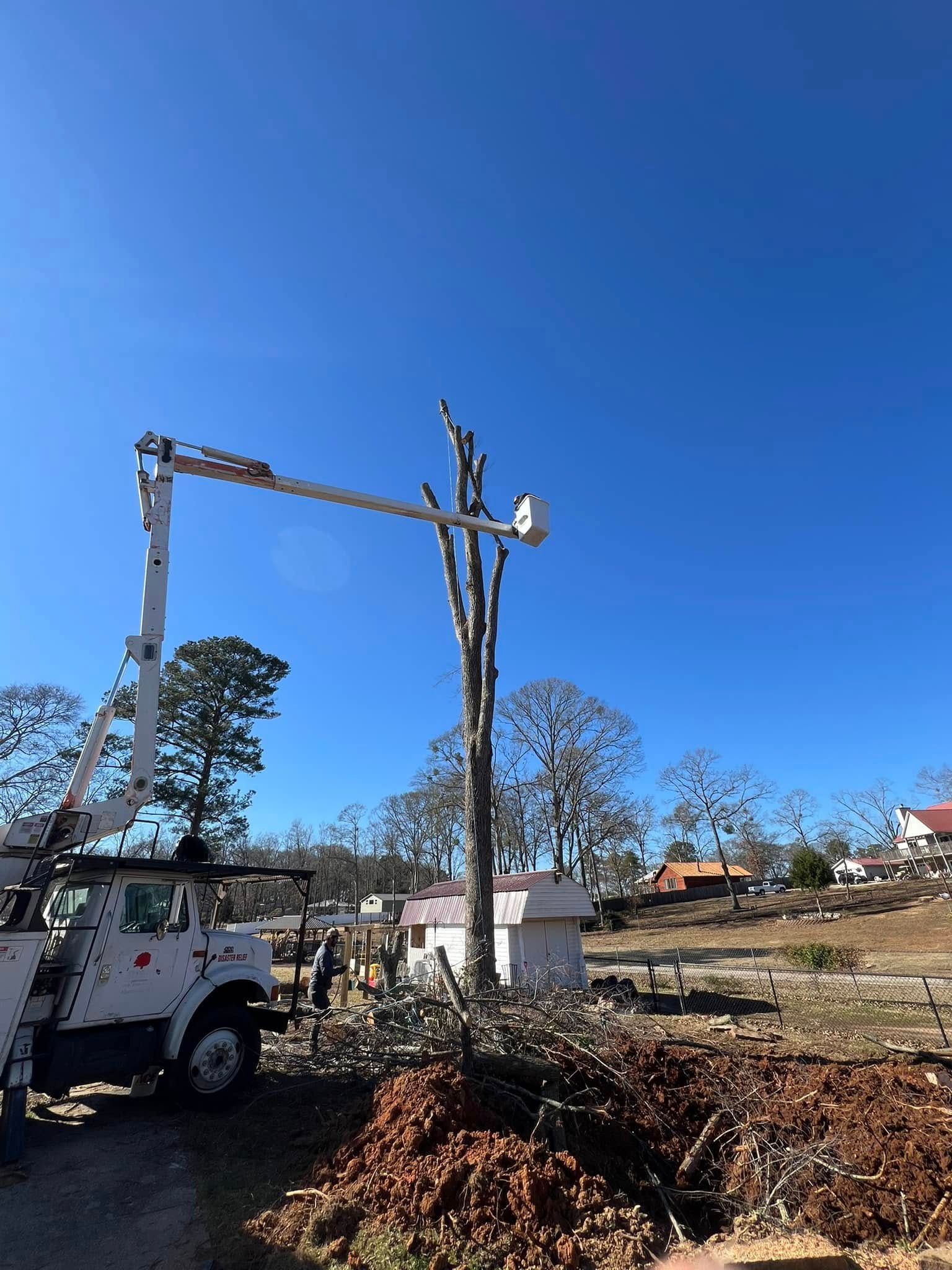 A white bucket truck reaches a tall, pruned tree trunk in a sunny, residential yard.