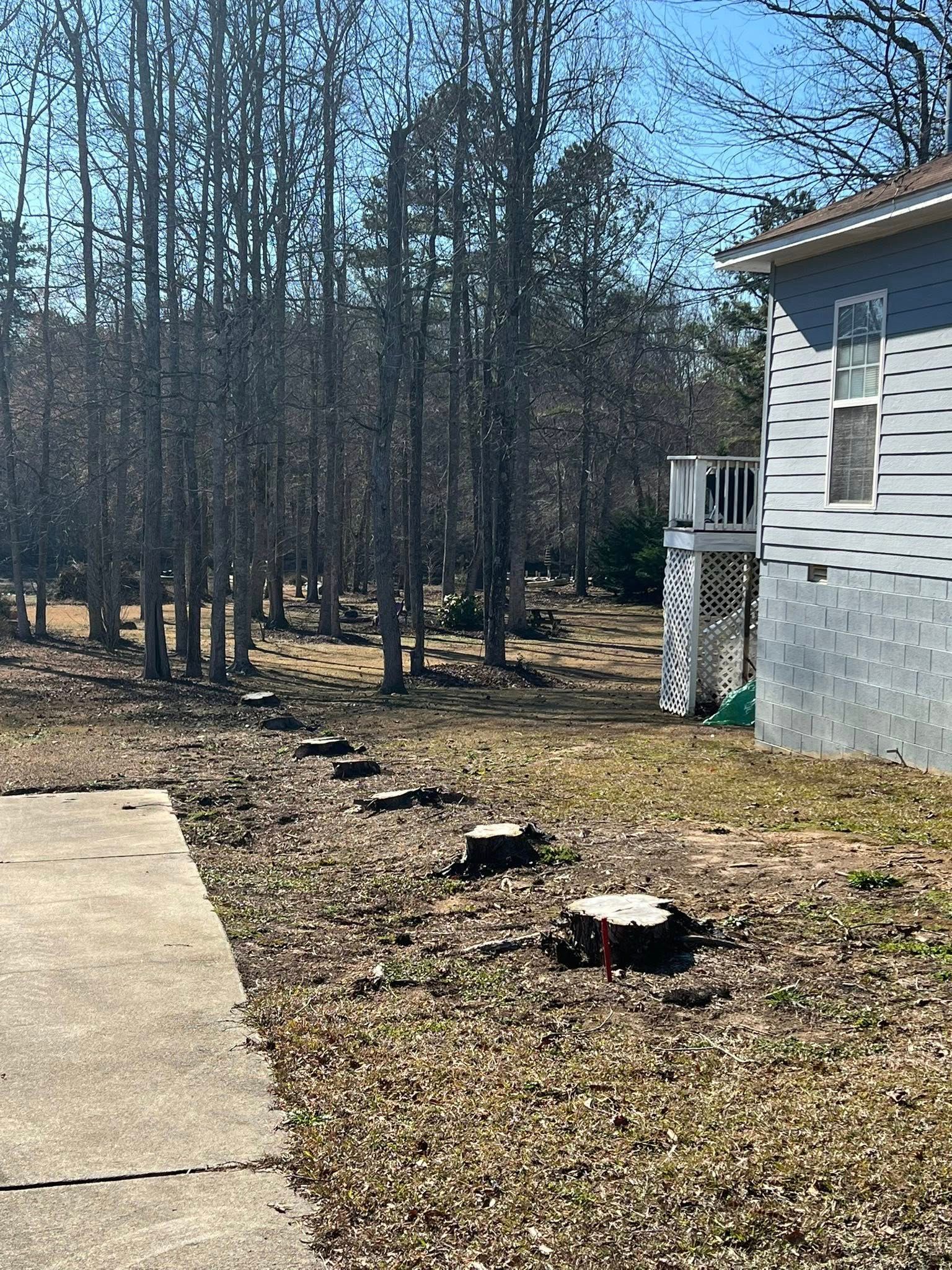 A concrete walkway leads past a row of tree stumps toward the corner of a house near a wooded area.