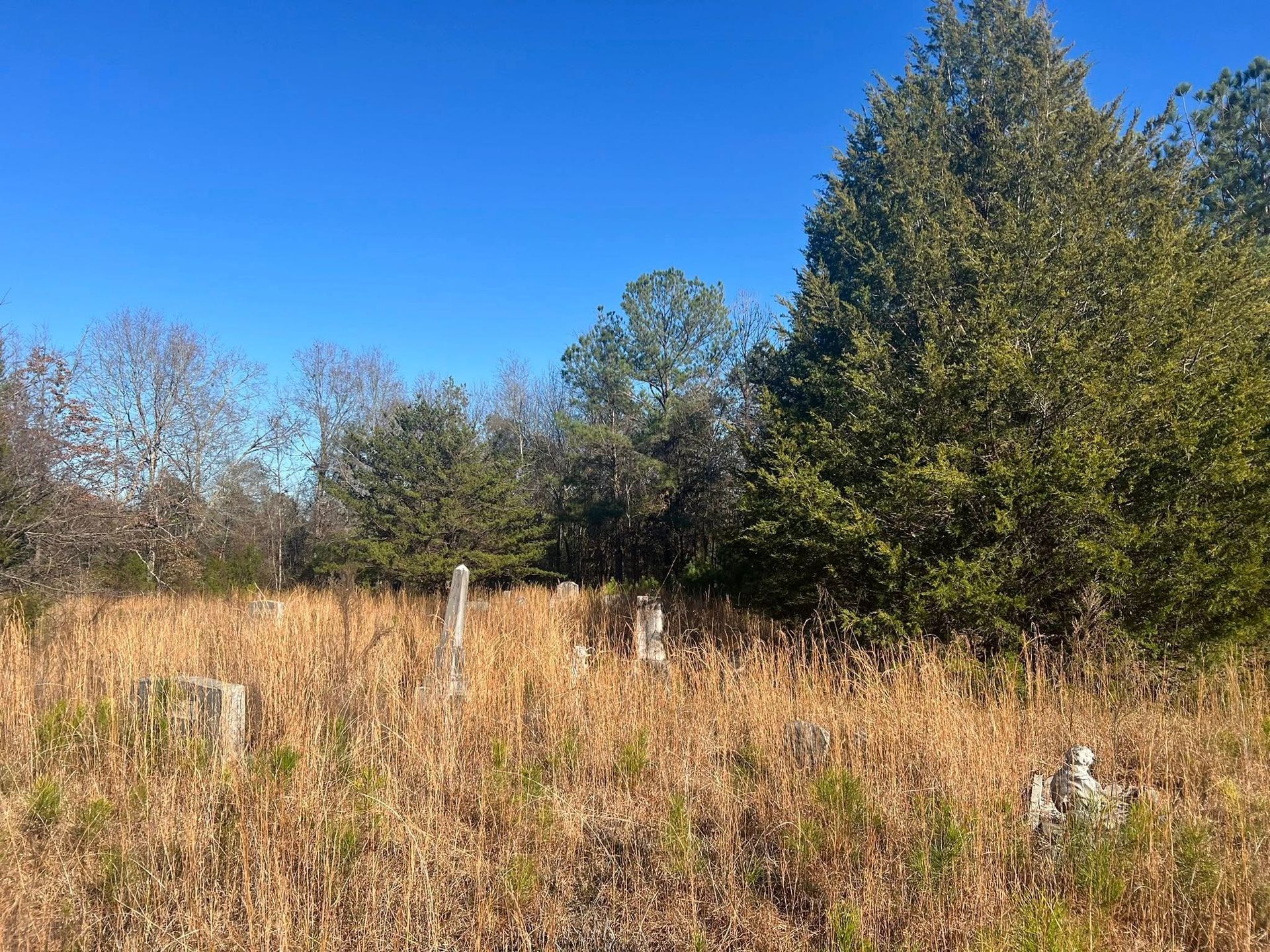 Old gravestones stand in a field of tall, dry grass, with dense green trees and a clear blue sky in the background.