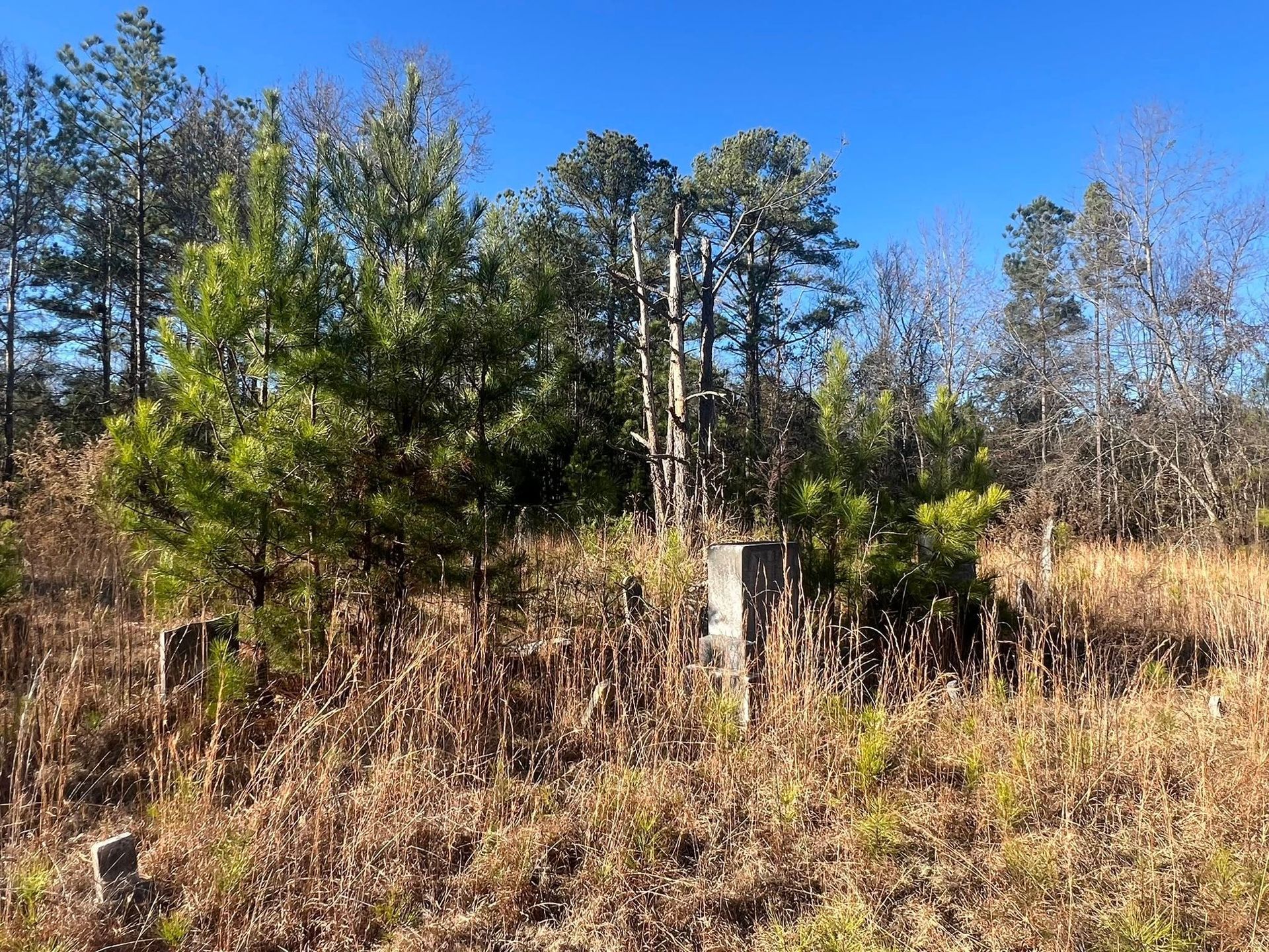 An overgrown, rural cemetery with weathered stone grave markers scattered among tall grass, pines, and leafless trees.