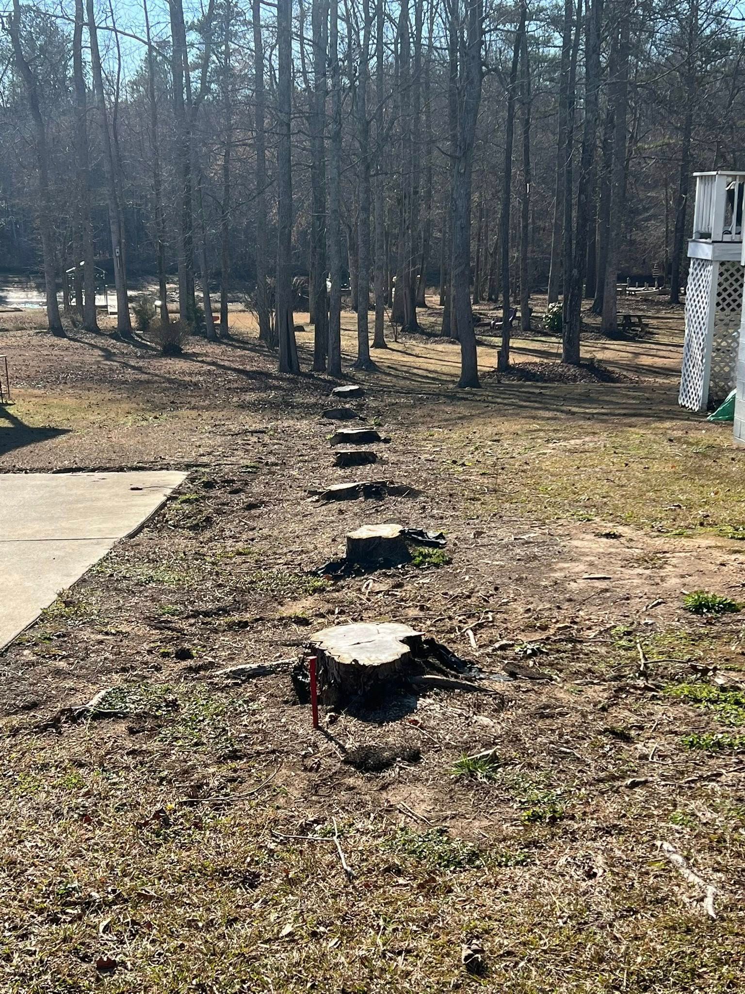 A row of tree stumps lined up in a grassy, leaf-covered yard in front of a dense forest.