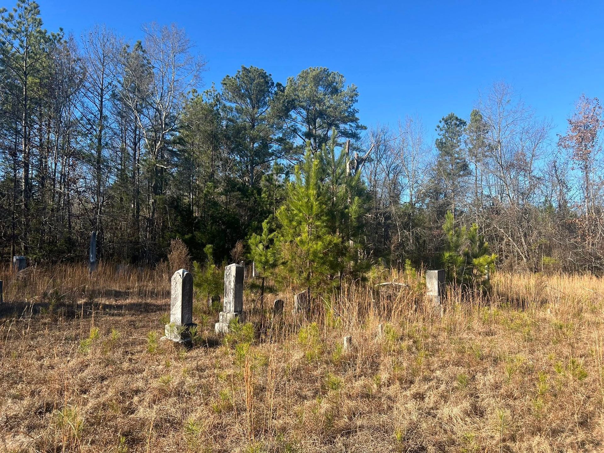 Several stone grave markers stand in a grassy field backed by a dense forest under a clear blue sky.