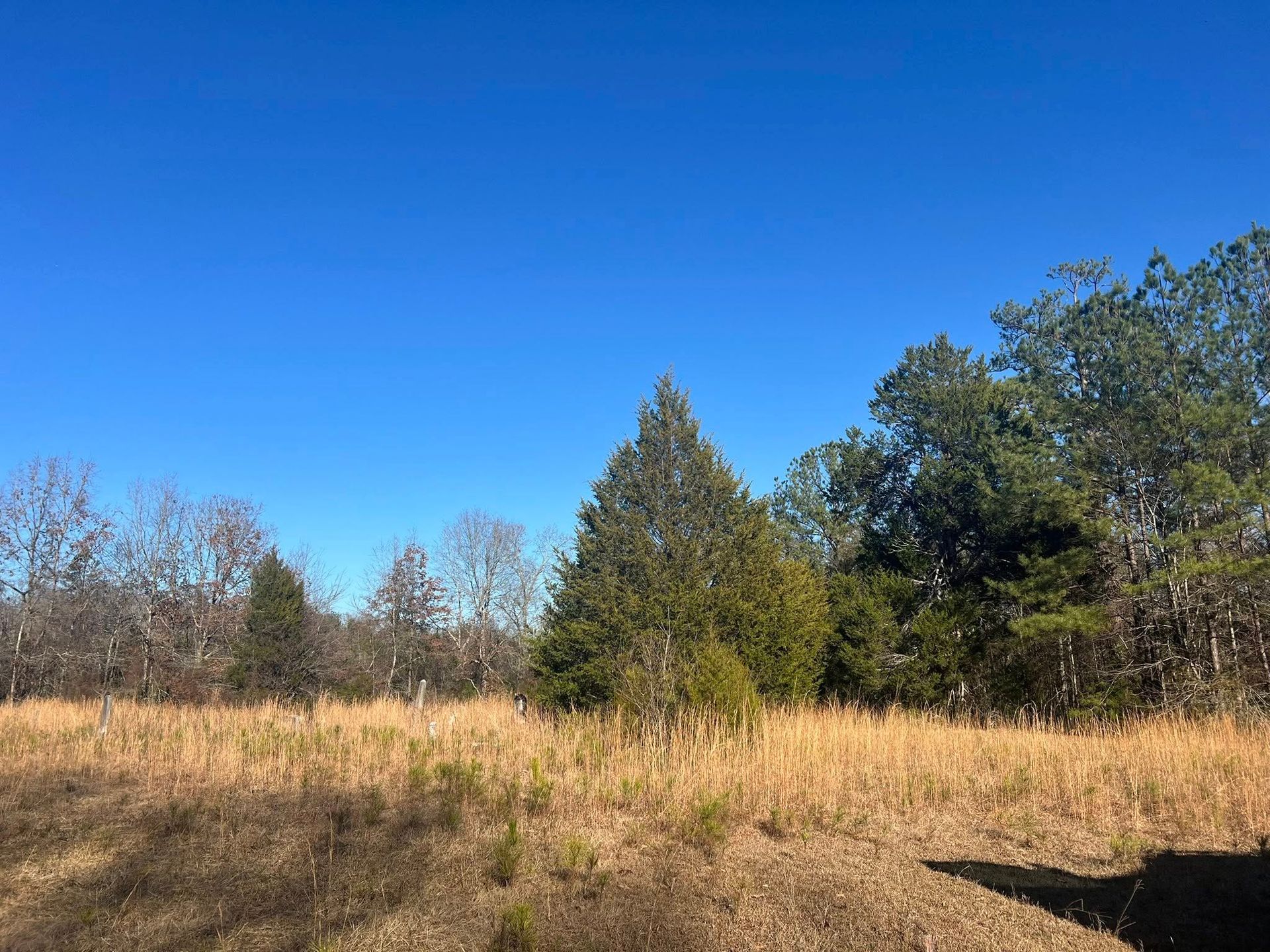 A field of golden-brown dry grass with a prominent evergreen tree in the center under a clear blue sky.