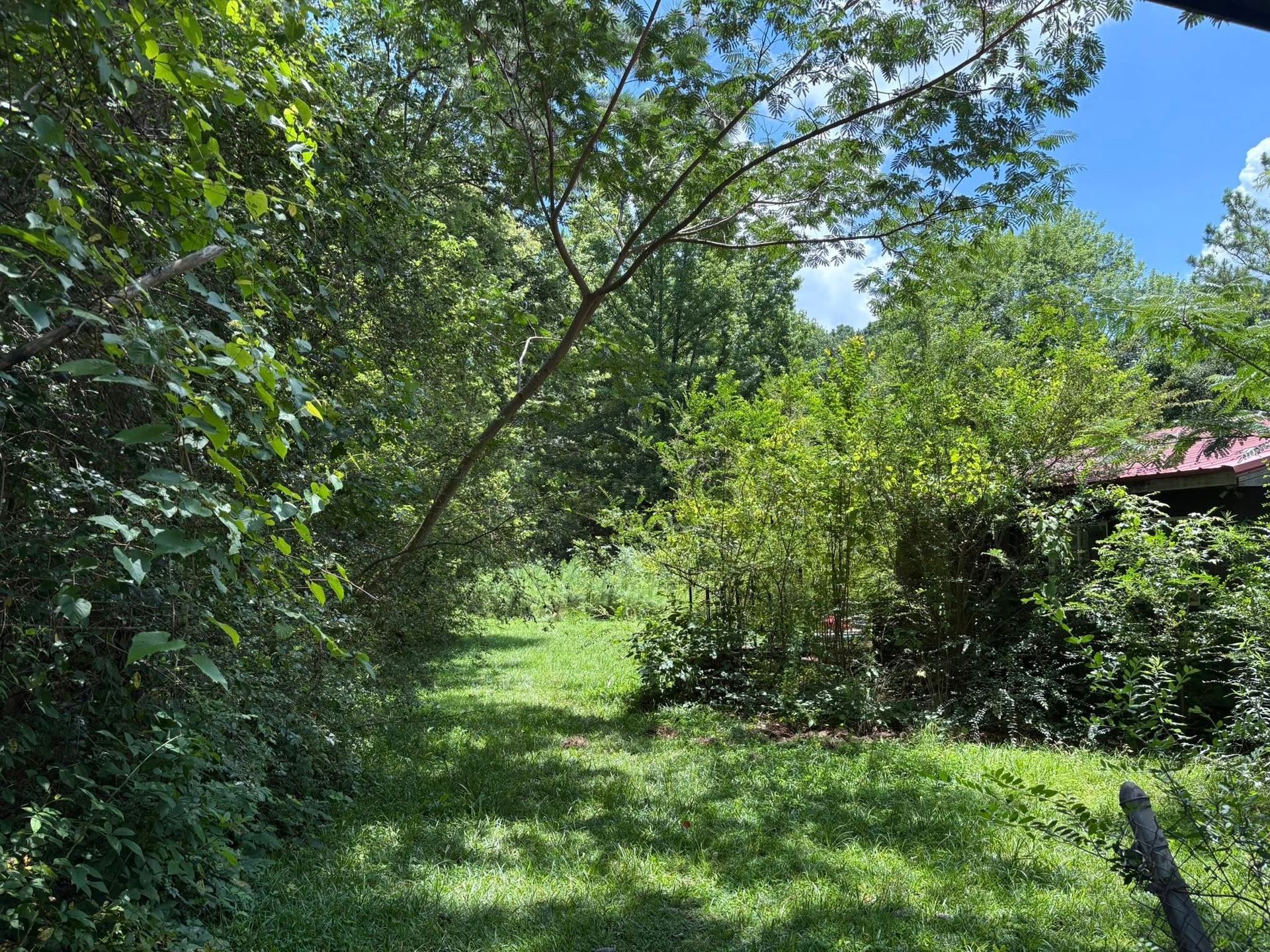A sunny outdoor scene featuring a grassy clearing surrounded by dense, green trees and foliage with a partial roof visible.