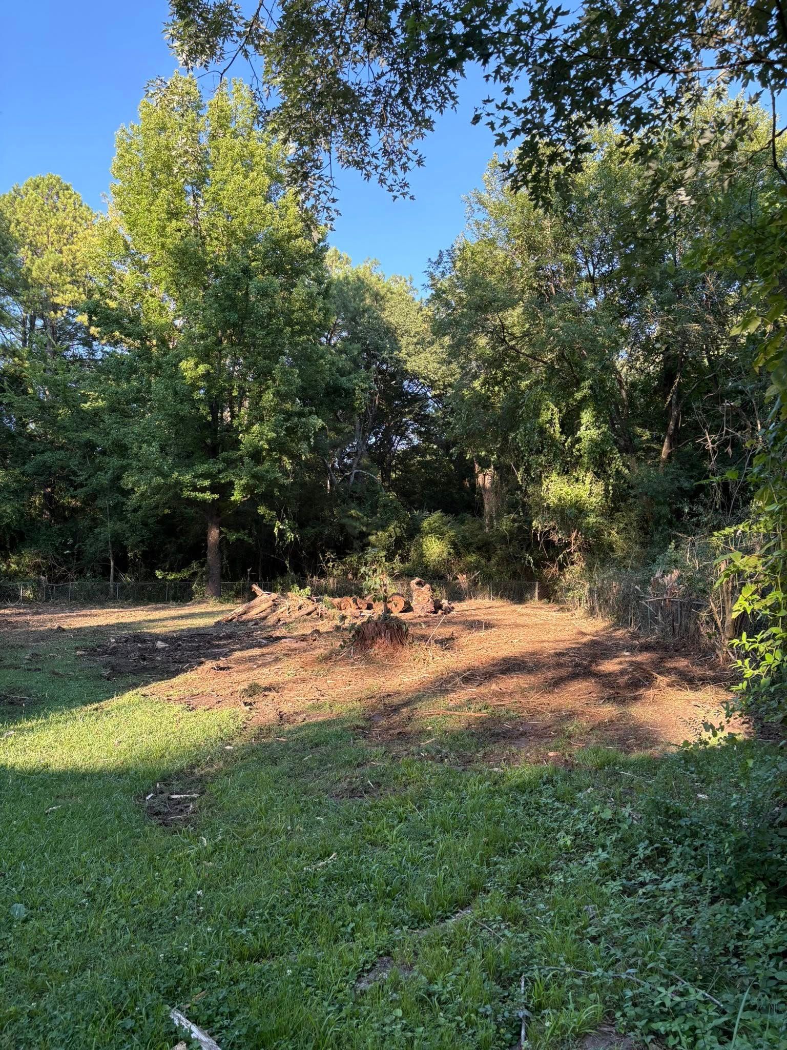 A clearing in a grassy area with exposed dirt, surrounded by tall, green trees under a clear blue sky.
