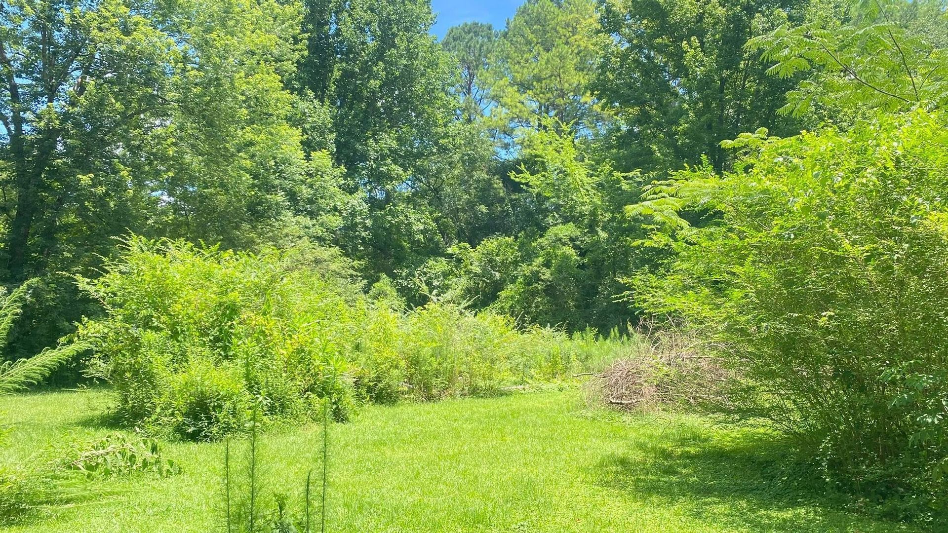 A grassy clearing edged by dense shrubs and tall, mature green trees under a bright blue sky.