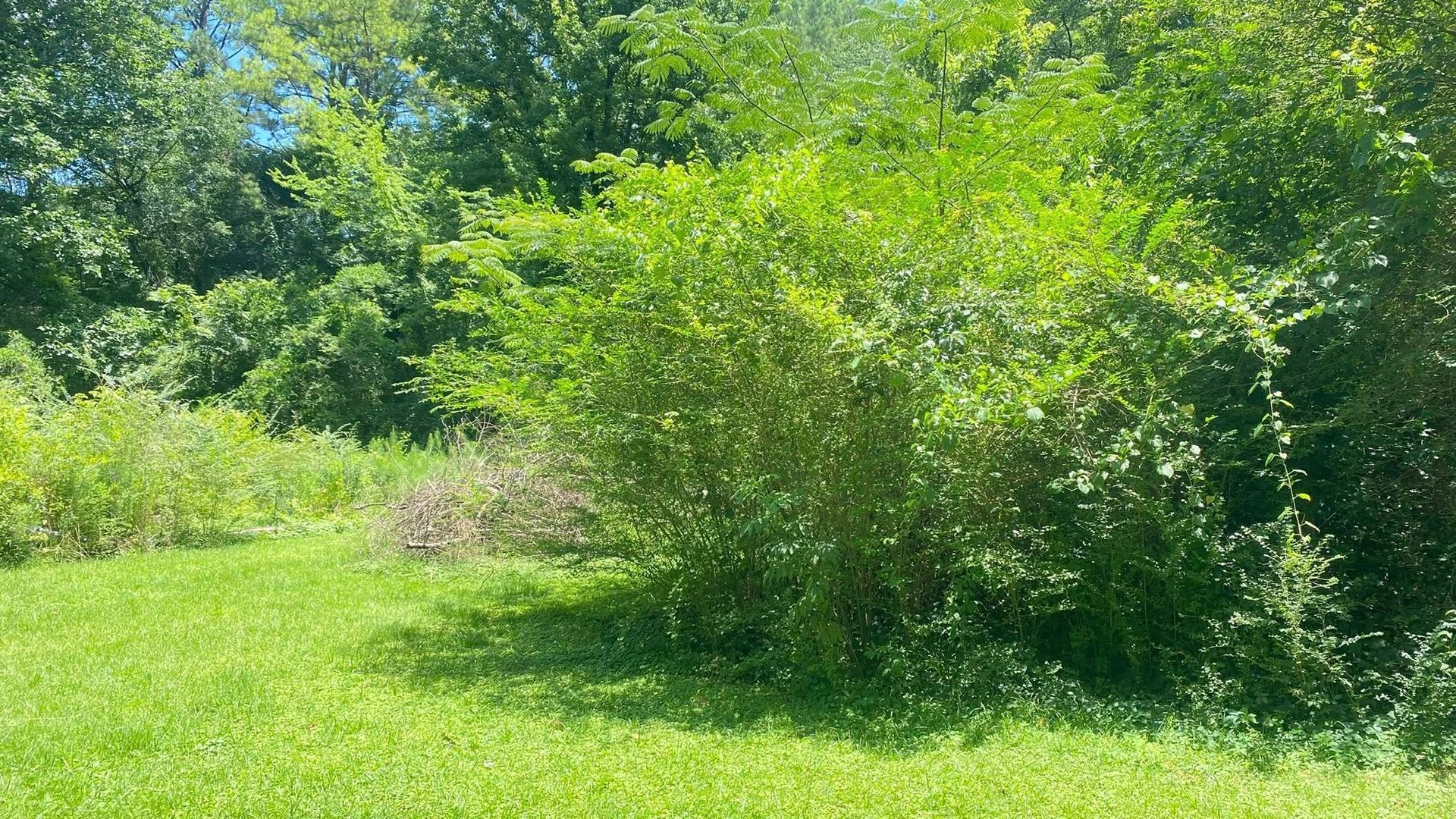 A vibrant green landscape with lush trees, thick shrubs, and a patch of mown grass under a sunny, clear blue sky.