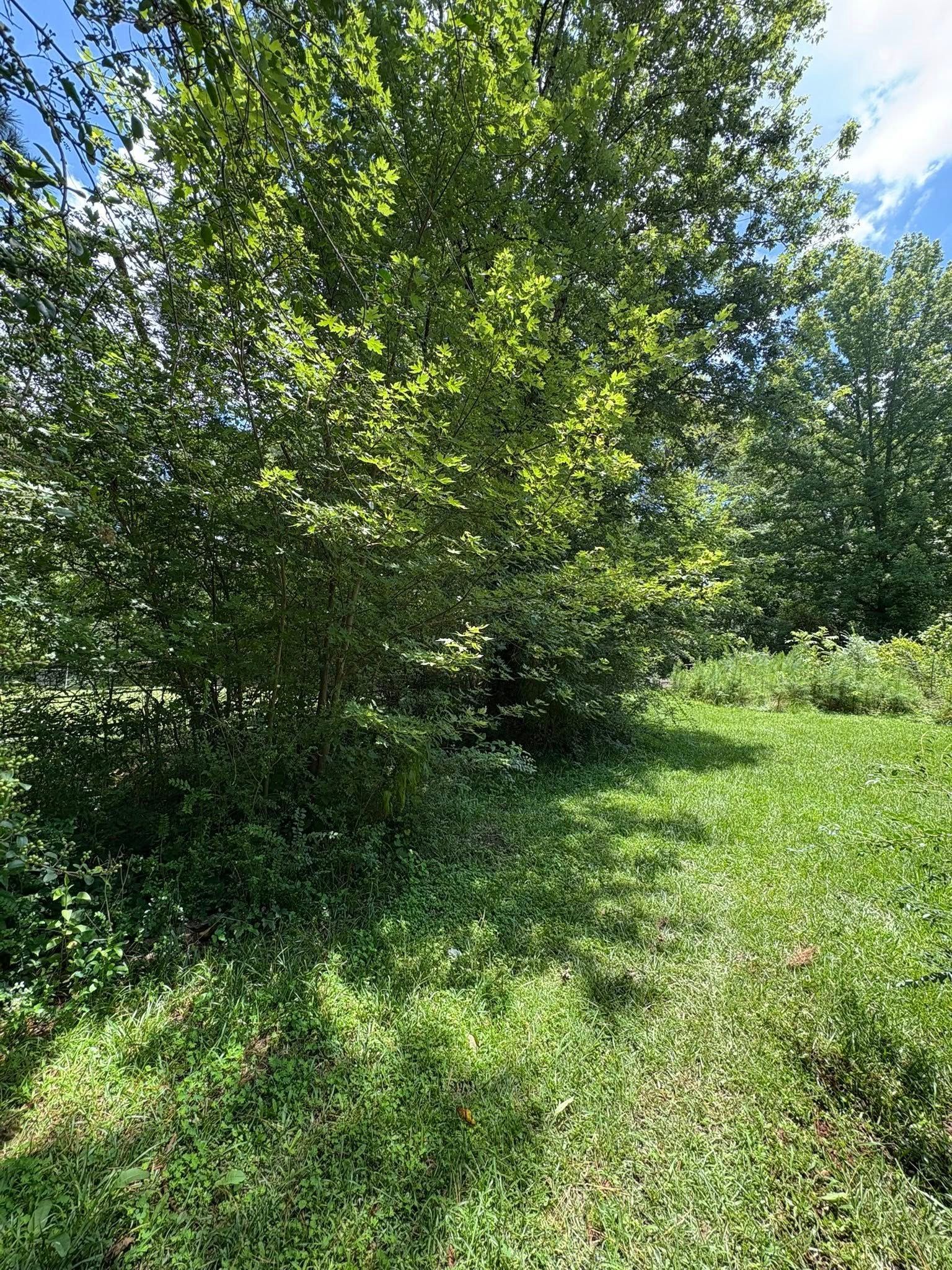 A sunny outdoor scene featuring a lush green tree in a meadow with tall grass and leafy foliage under a blue sky.