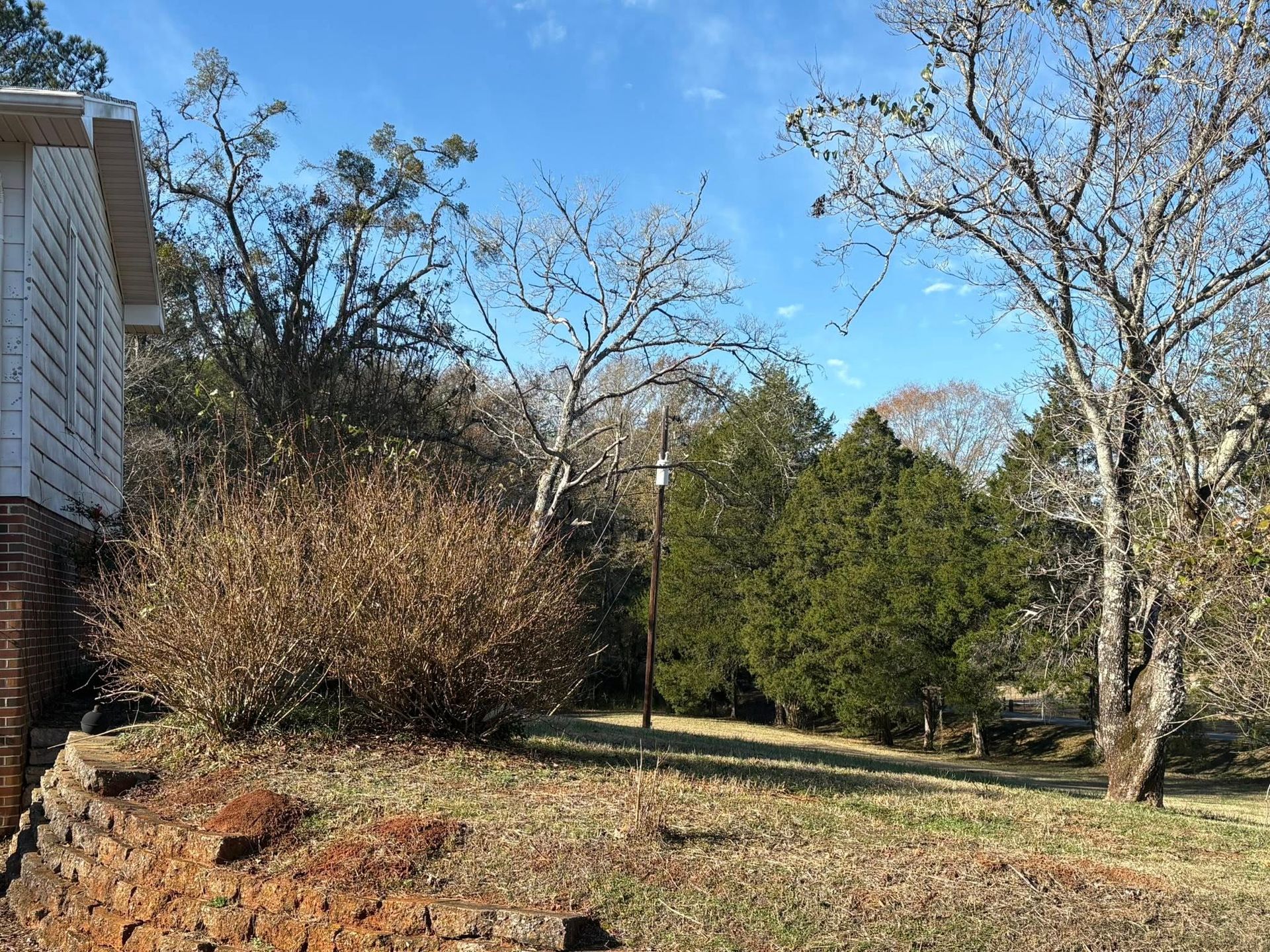 A sunny, outdoor yard with a stone retaining wall, a leafless bush, and a mix of evergreen and bare trees under a blue sky.