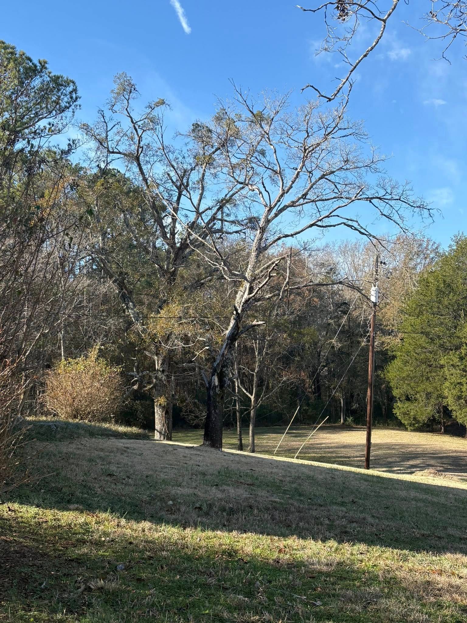 A grassy, shadowed hillside with leafless deciduous trees and a bright blue sky, with evergreen trees on the right.